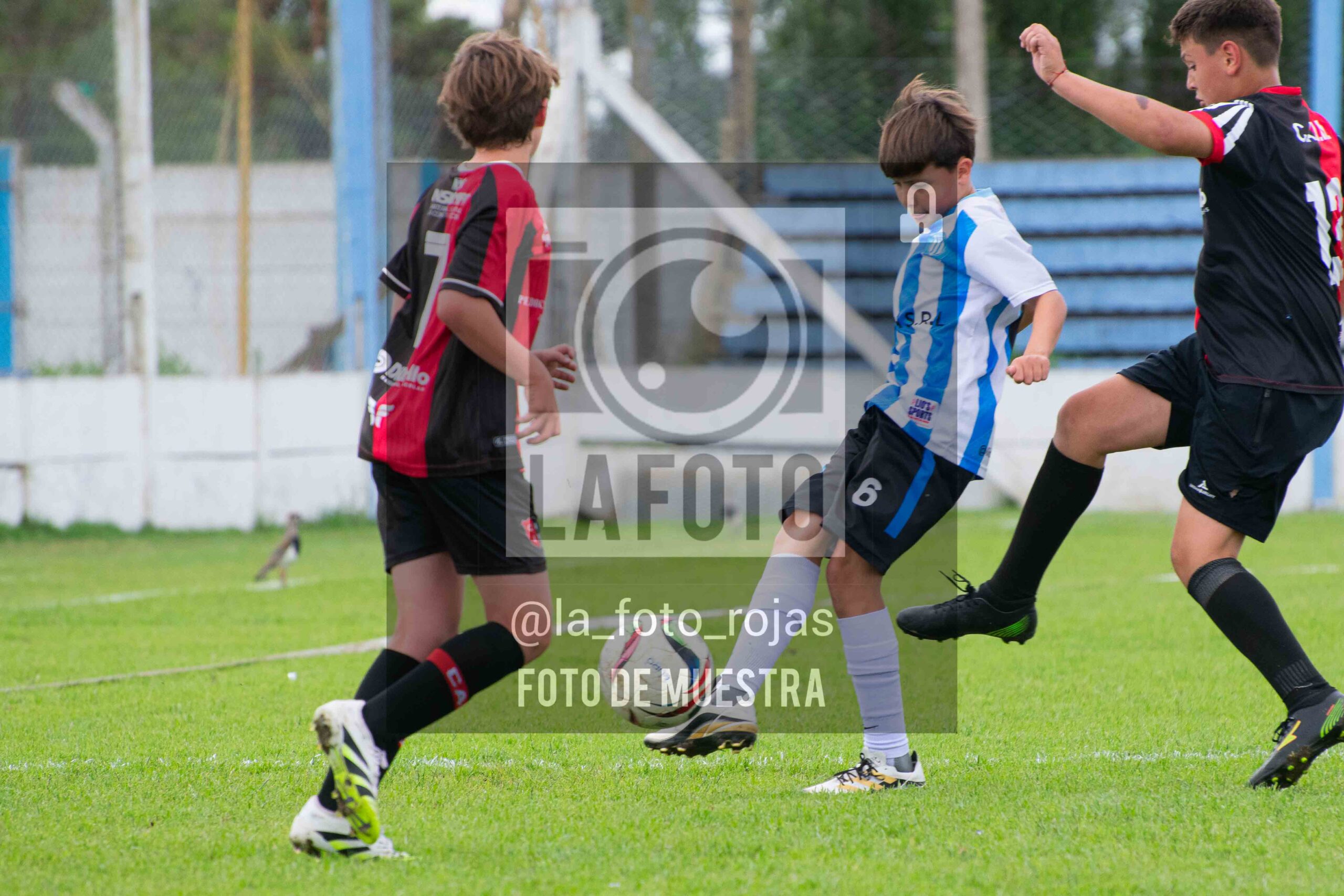 Fotografía 2014-ARG-NEW-71-scaled de ARGENTINO - NEWBERY / 2014 / 8-11