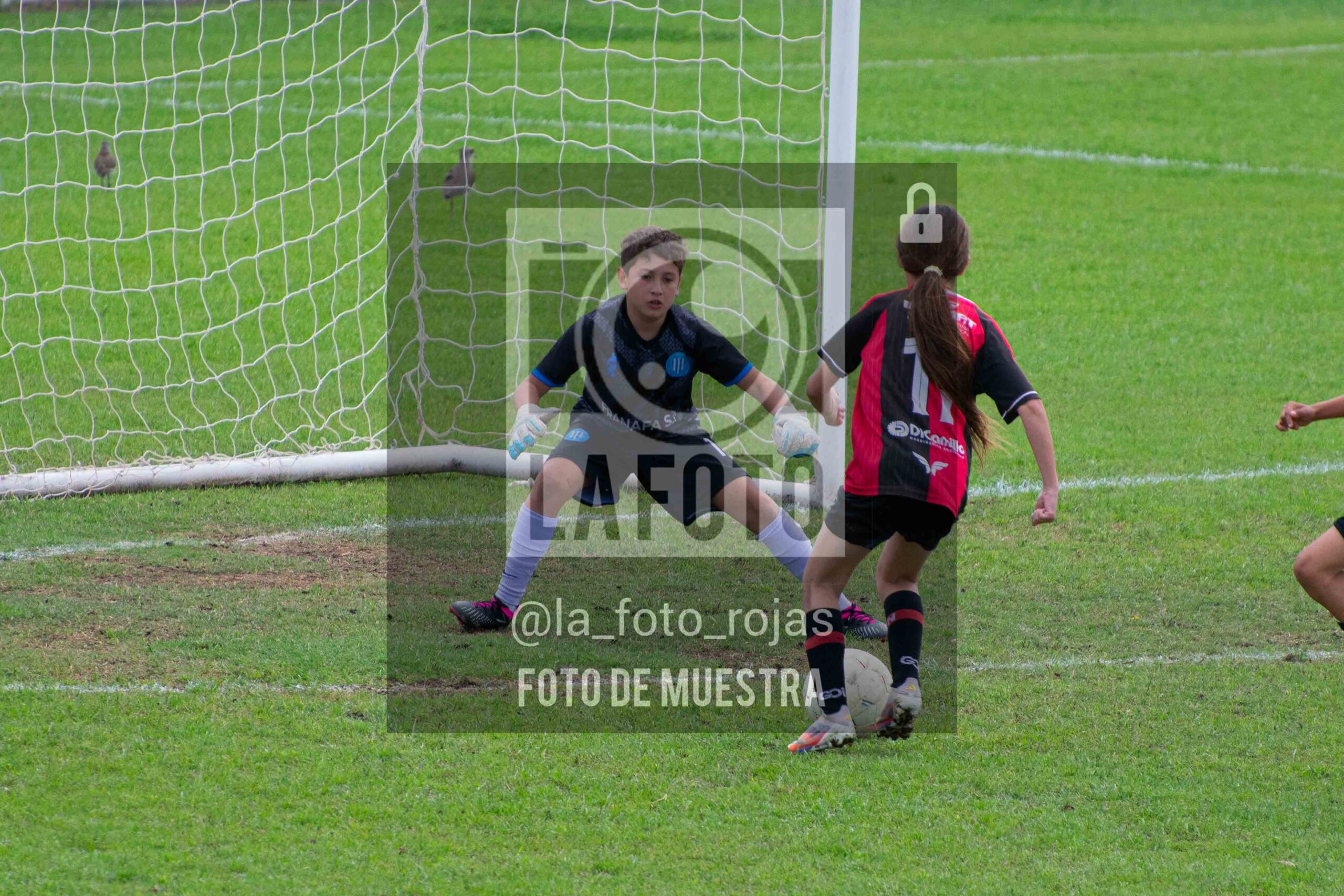 Fotografía 2014-ARG-NEW-80-scaled de ARGENTINO - NEWBERY / 2014 / 8-11